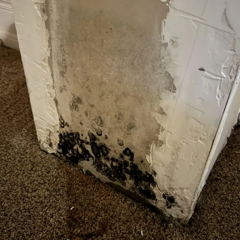 Professional Mold Removal in Bridgeport, TX